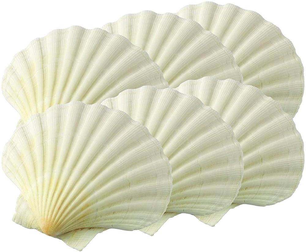 Factory Price Wholesale Natural Clean Large Scallop Seashells Used For Seafood Shellfish Tableware