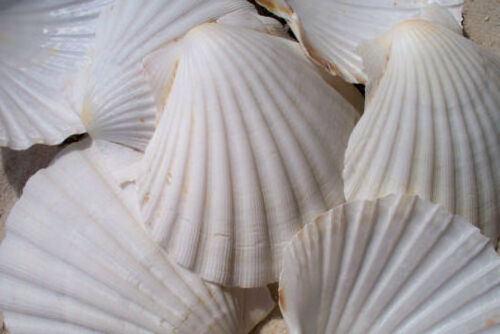 Factory Price Wholesale Natural Clean Large Scallop Seashells Used For Seafood Shellfish Tableware