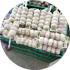 ajo super white garlic 10 KG bulk carton normal white Chinese garlic export to Australia