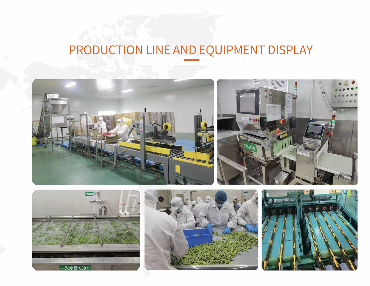 Certified Quality Professional Manufacture IQF Frozen Broccoli Florets