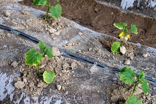 Plastic Material and Professional Manufacturer agriculture micro drip irrigation system Product name irrigation system drip