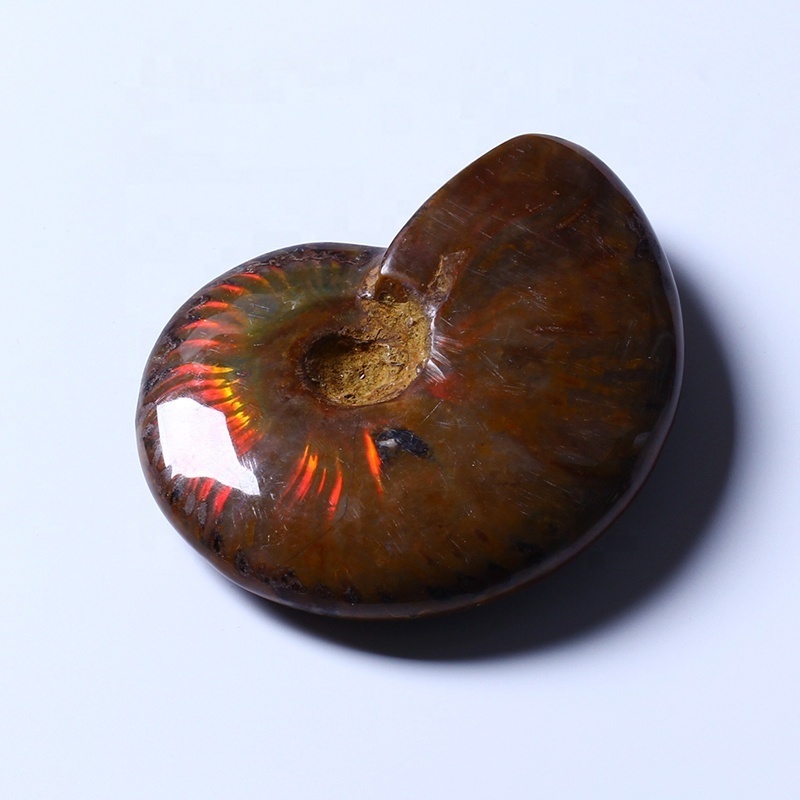 Healing Polished StonesNautilus Fossils Shells Conch Specimen Ammonite Fosiles Ammonite Fossil Conch