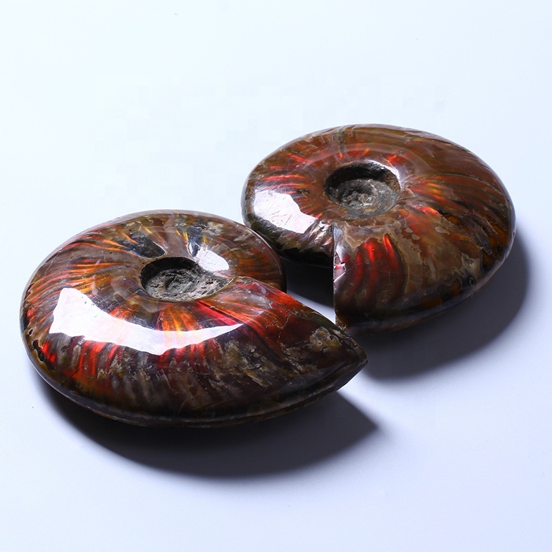 Healing Polished StonesNautilus Fossils Shells Conch Specimen Ammonite Fosiles Ammonite Fossil Conch