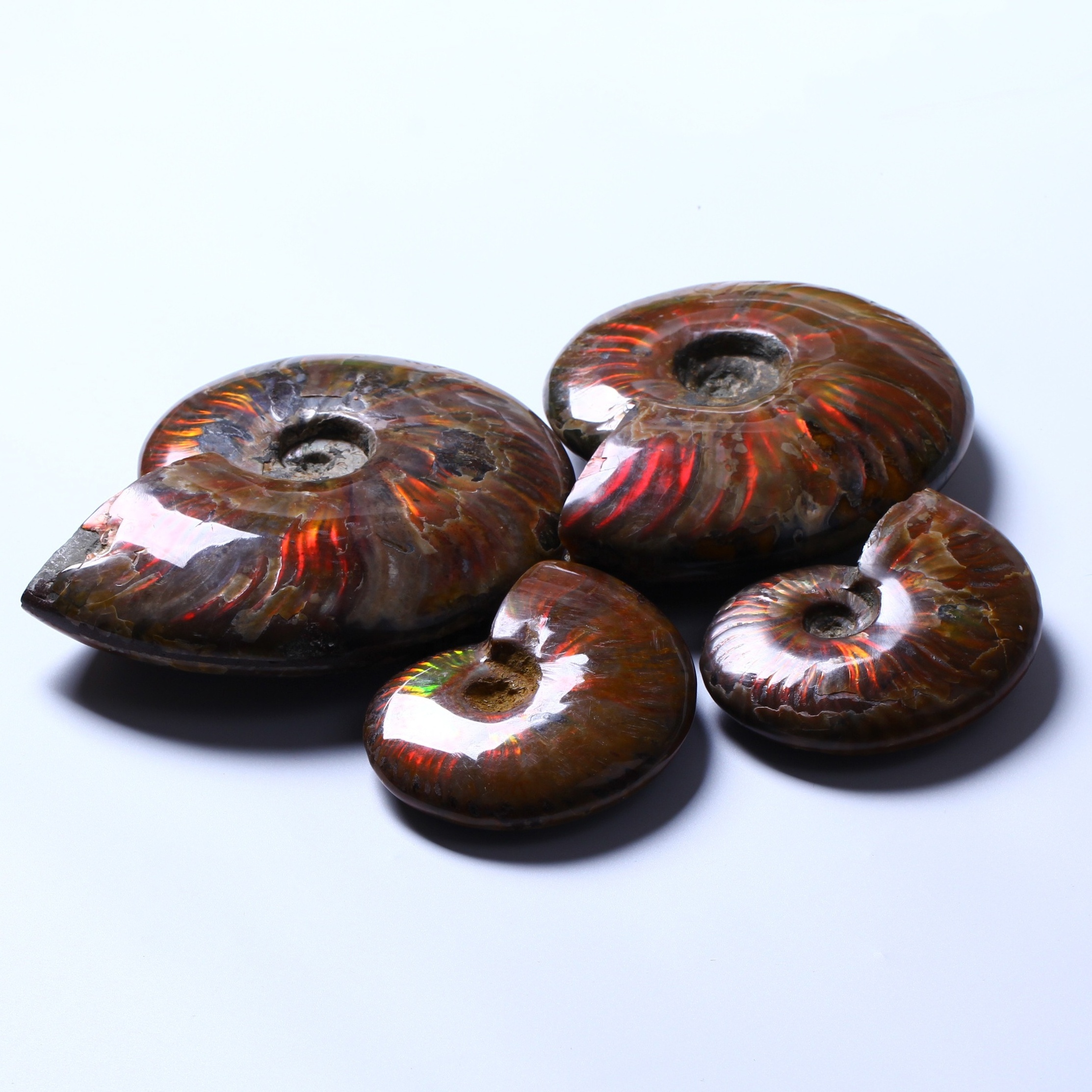 Healing Polished StonesNautilus Fossils Shells Conch Specimen Ammonite Fosiles Ammonite Fossil Conch