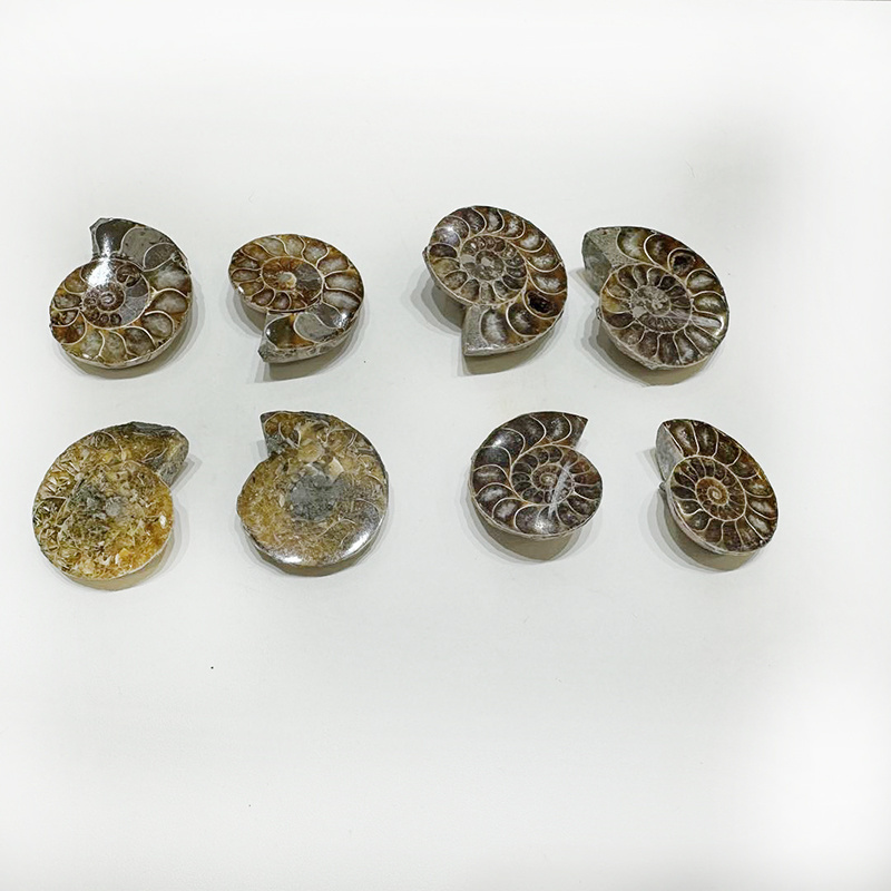 Wholesale Natural High Quality Small Size Ammonite Fossil Slice Mineral Specimen Snail For Crystal Pendants