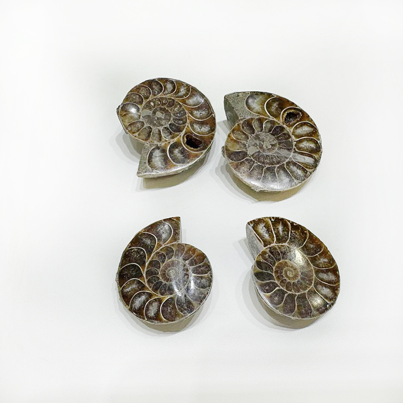 Wholesale Natural High Quality Small Size Ammonite Fossil Slice Mineral Specimen Snail For Crystal Pendants