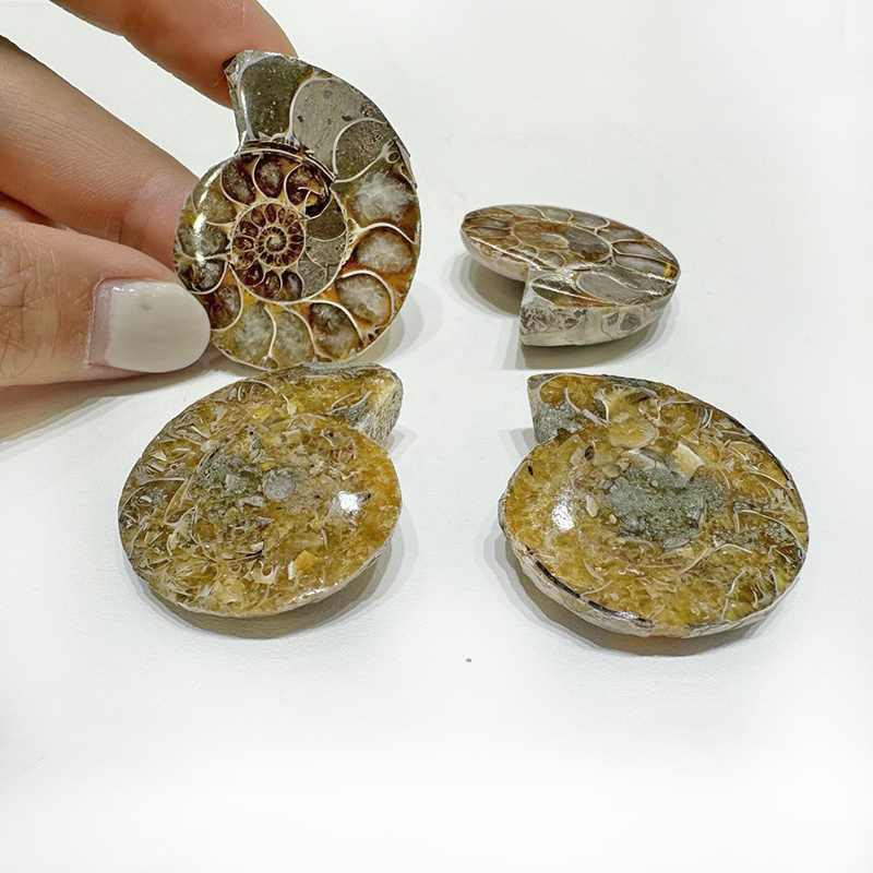 Wholesale Natural High Quality Small Size Ammonite Fossil Slice Mineral Specimen Snail For Crystal Pendants