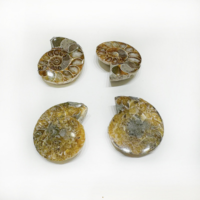 Wholesale Natural High Quality Small Size Ammonite Fossil Slice Mineral Specimen Snail For Crystal Pendants