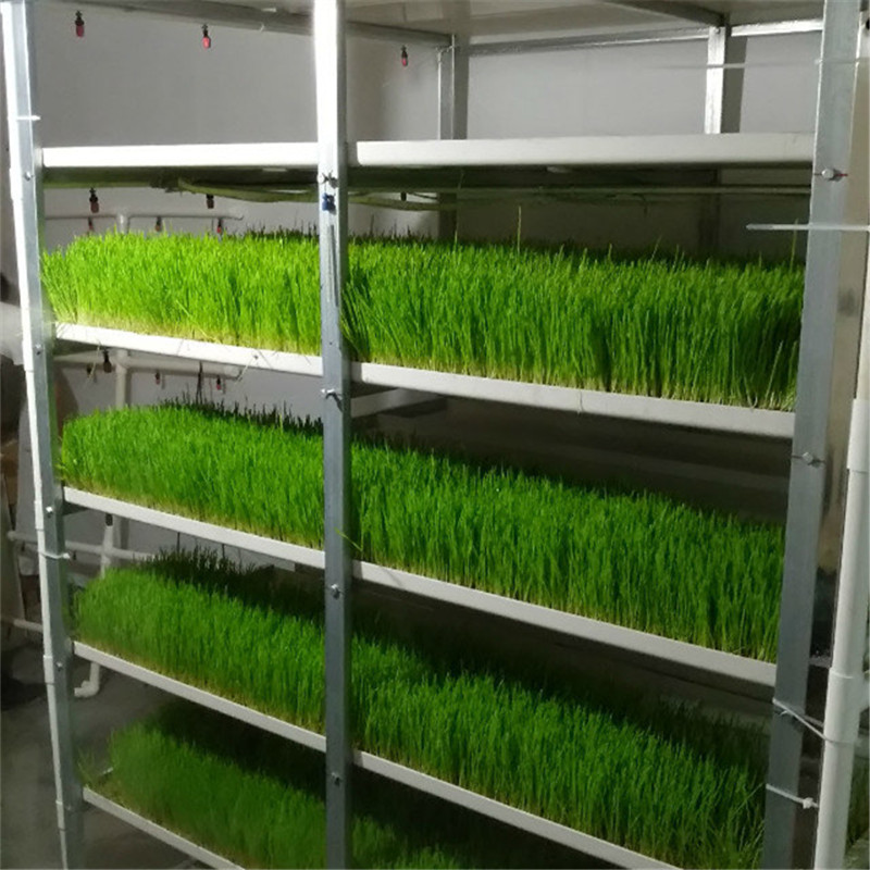 Large Size and metal Cover Material hydroponic fodder shelf