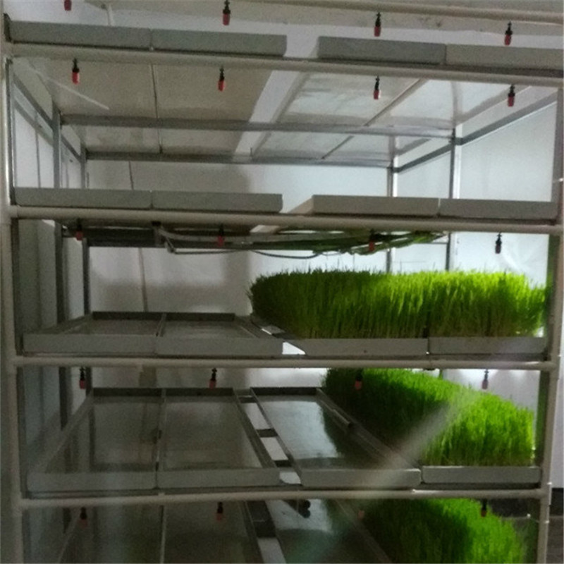 Large Size and metal Cover Material hydroponic fodder shelf