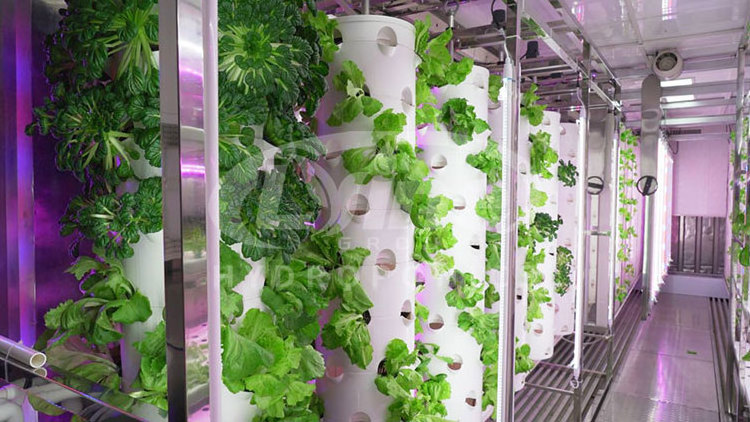 Lyine Agricultural Greenhouses Hydroponic Grow Container System Vertical Farming Hydroponic Shipping Container Farm