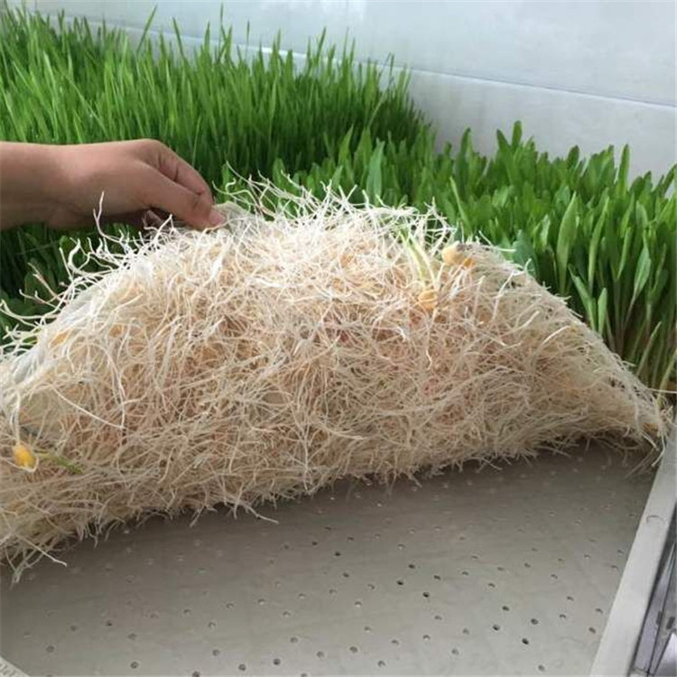 Plastic Nursery Plug Sprouting Plant Growing Tray PE durable tray for agricultural greenhouses