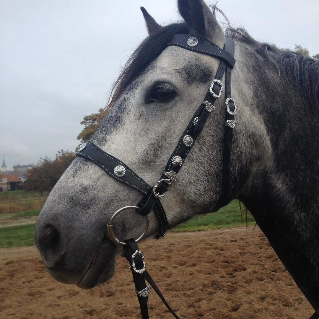 SMART SPANISH LEATHER  HORSE BRIDLE WITH MATCHING MARTINGALE INCLUDED LEATHER REINS/ TOP SELLING HORSE BRIDLE