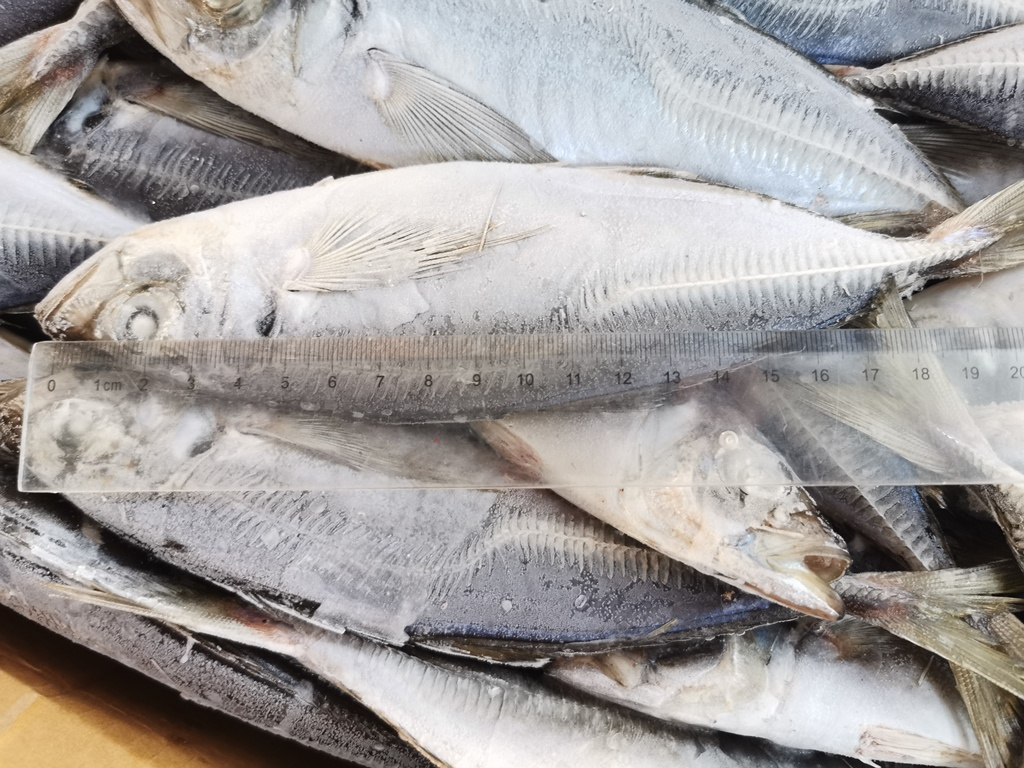 Frozen Scad Horse Mackerel Fish Trachurus Japonicus Fish In Hard Tail