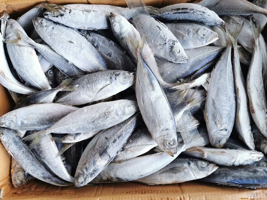 Frozen Scad Horse Mackerel Fish Trachurus Japonicus Fish In Hard Tail