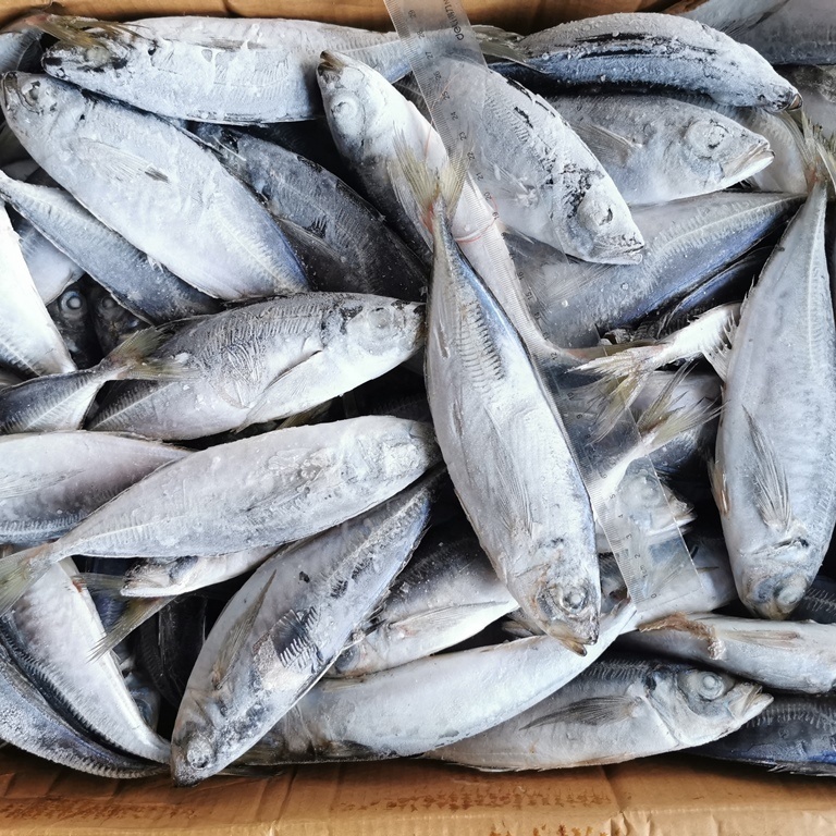 Frozen Scad Horse Mackerel Fish Trachurus Japonicus Fish In Hard Tail