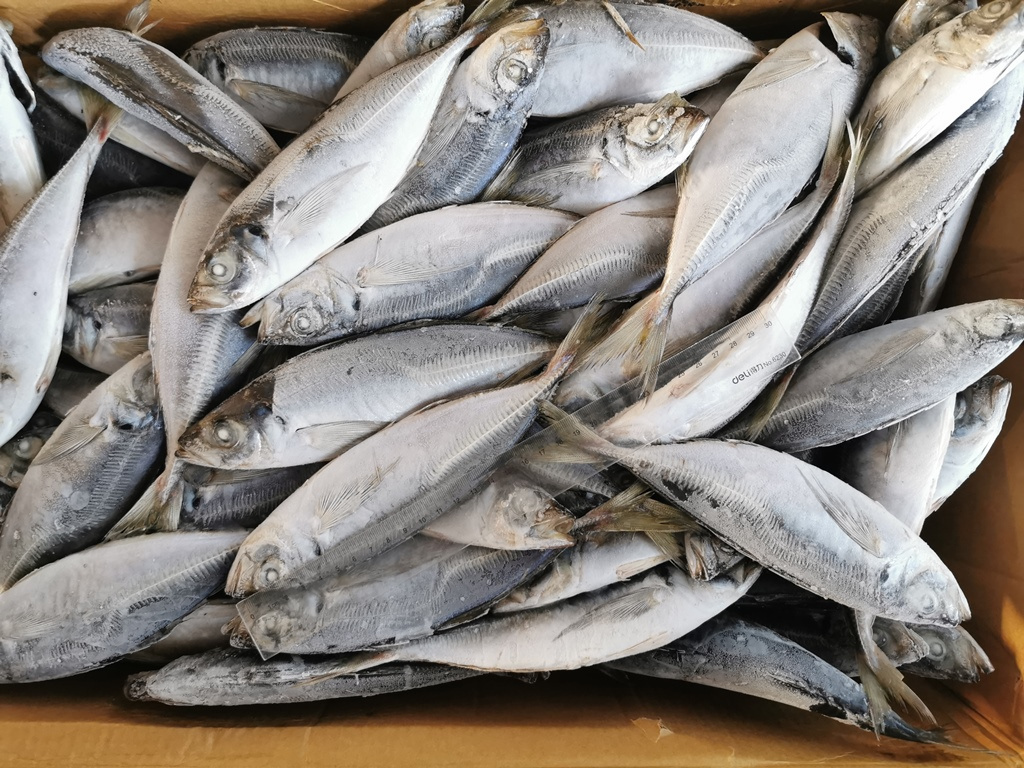 Frozen Scad Horse Mackerel Fish Trachurus Japonicus Fish In Hard Tail