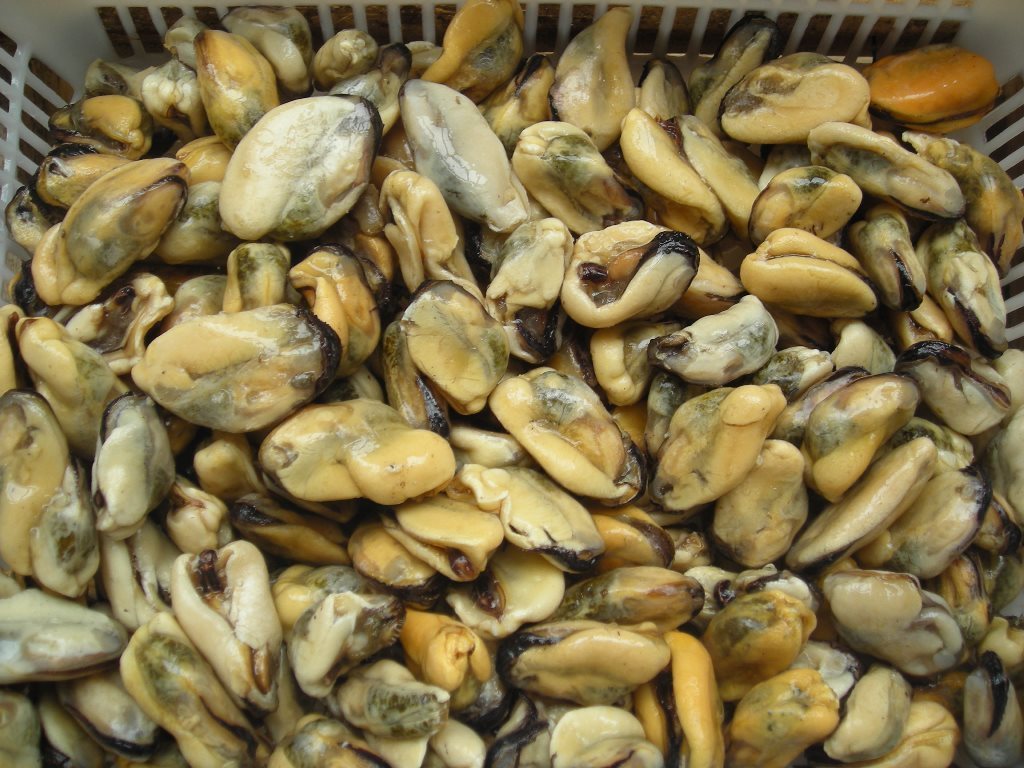 Seafood Frozen Boiled Mussels Meat Green Mussel With Price