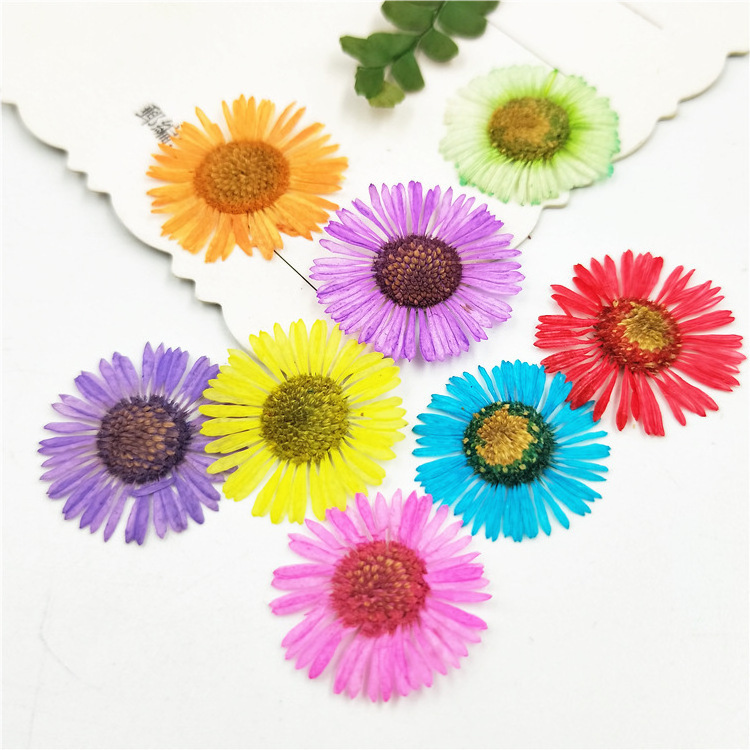 12PCS/Bag Pressed Small Daisy Dried Flower for DIY Nail Art Decoration Resin Mold Making DIY Crafts Art