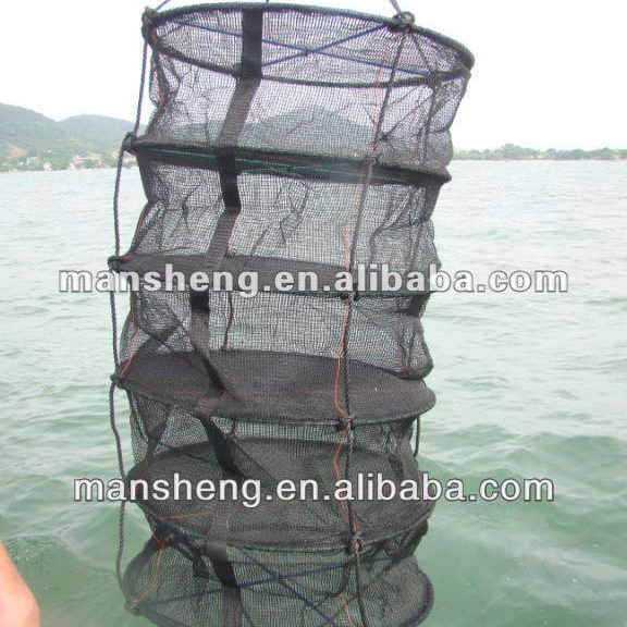 scallop culture lantern nets