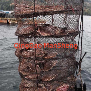 scallop culture lantern nets