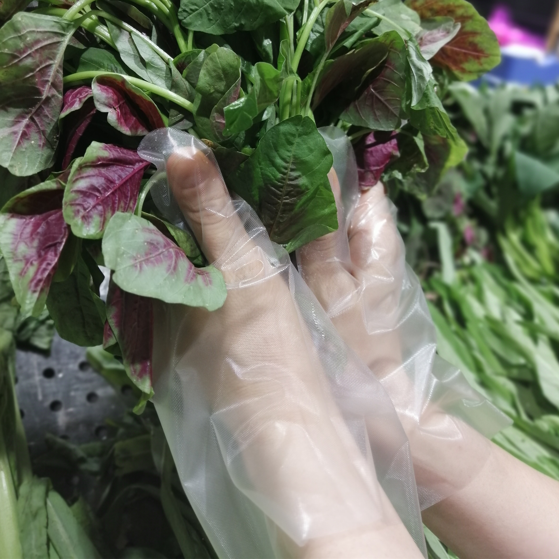 Dietary Poly Plastic Gloves for Cooking, Food Prep and Food Service household cleaning tools and accessories