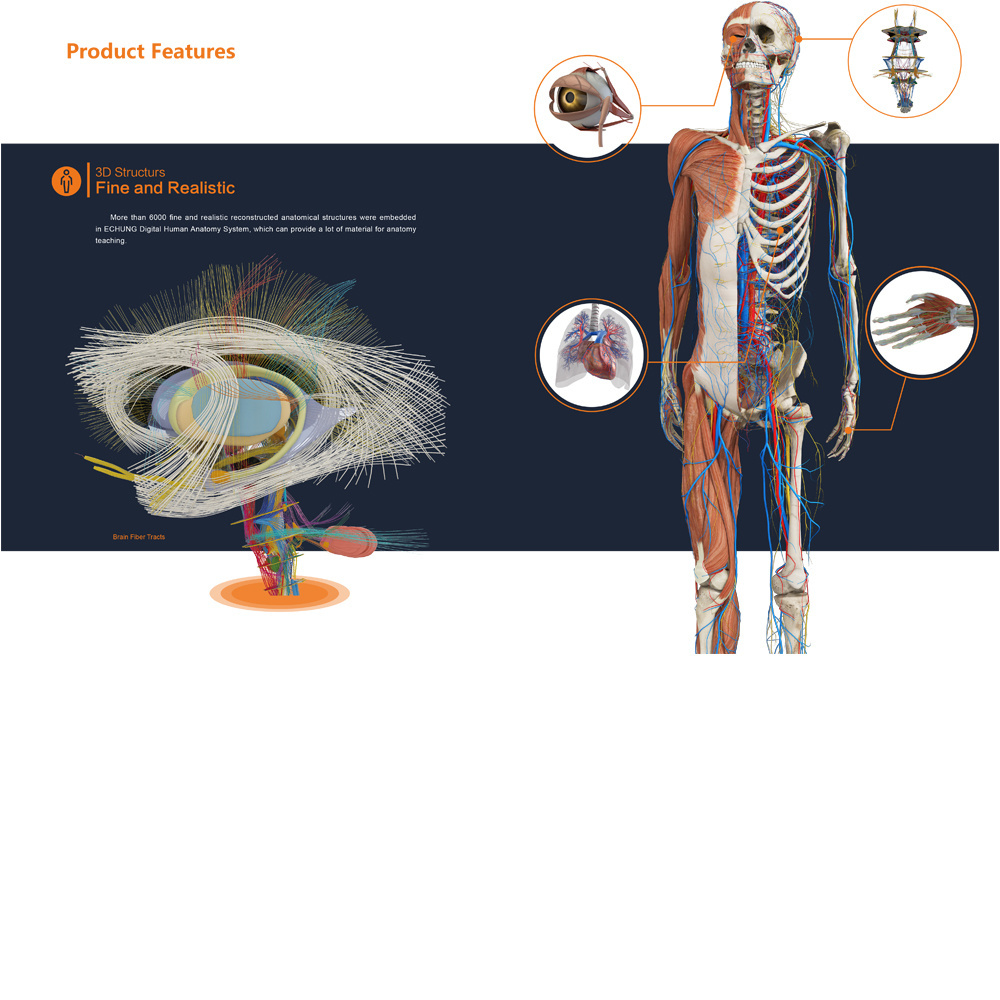 touch screen human virtual 3d anatomy dissection table anatomy table university