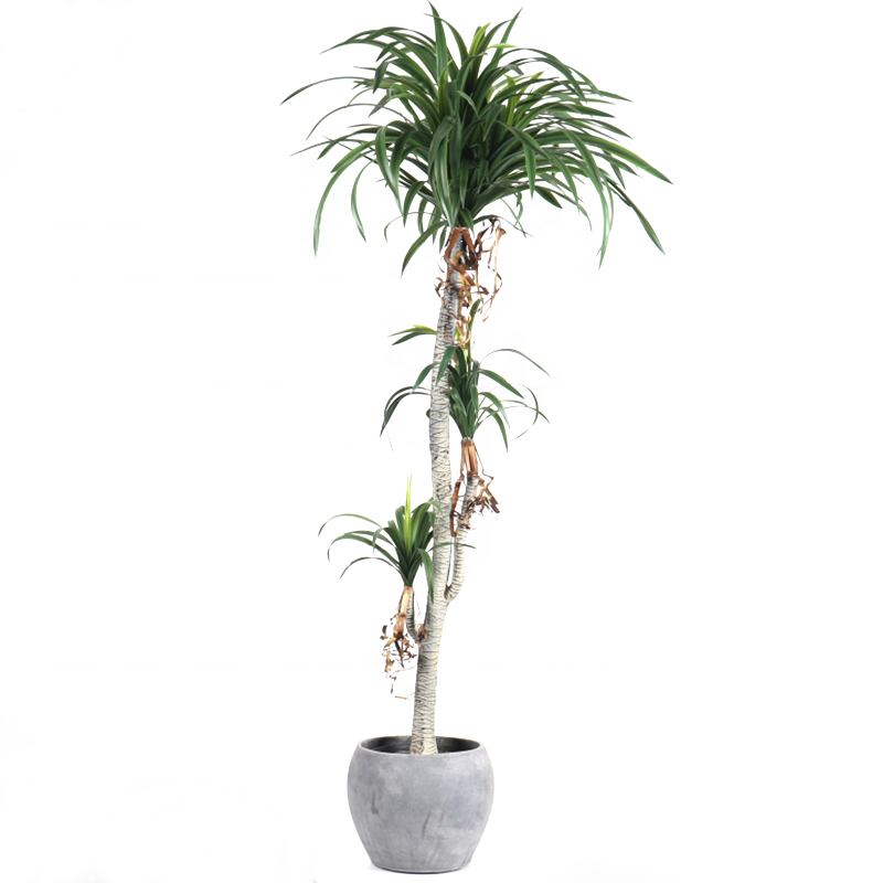 Evergreen Tree Wall Hanging Plant Artificial False Aralia Tree For Wholesale