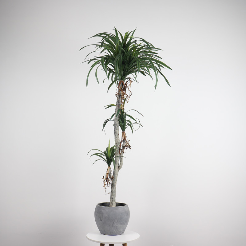 Evergreen Tree Wall Hanging Plant Artificial False Aralia Tree For Wholesale