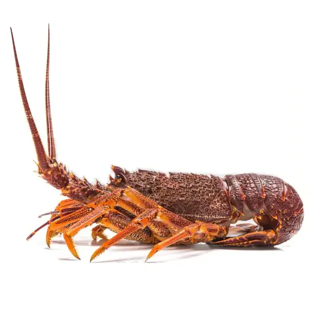 Wholesale Seafood Fresh and best quality Frozen Lobster, Lobster For Sale at low price Wholesale