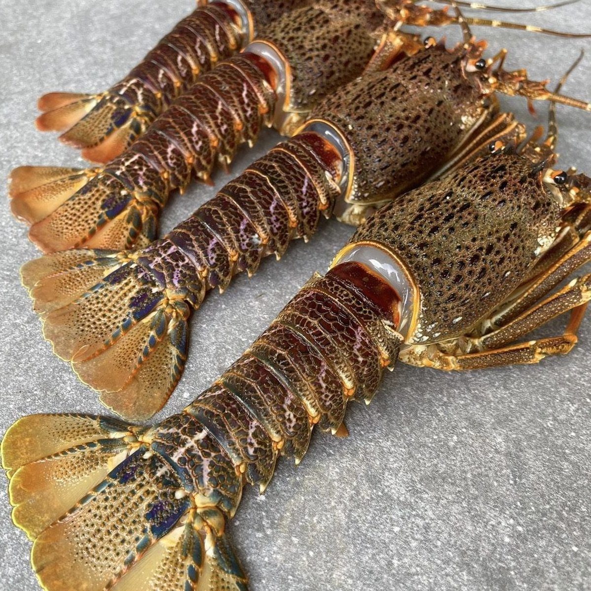 Wholesale Seafood Fresh and best quality Frozen Lobster, Lobster For Sale at low price Wholesale