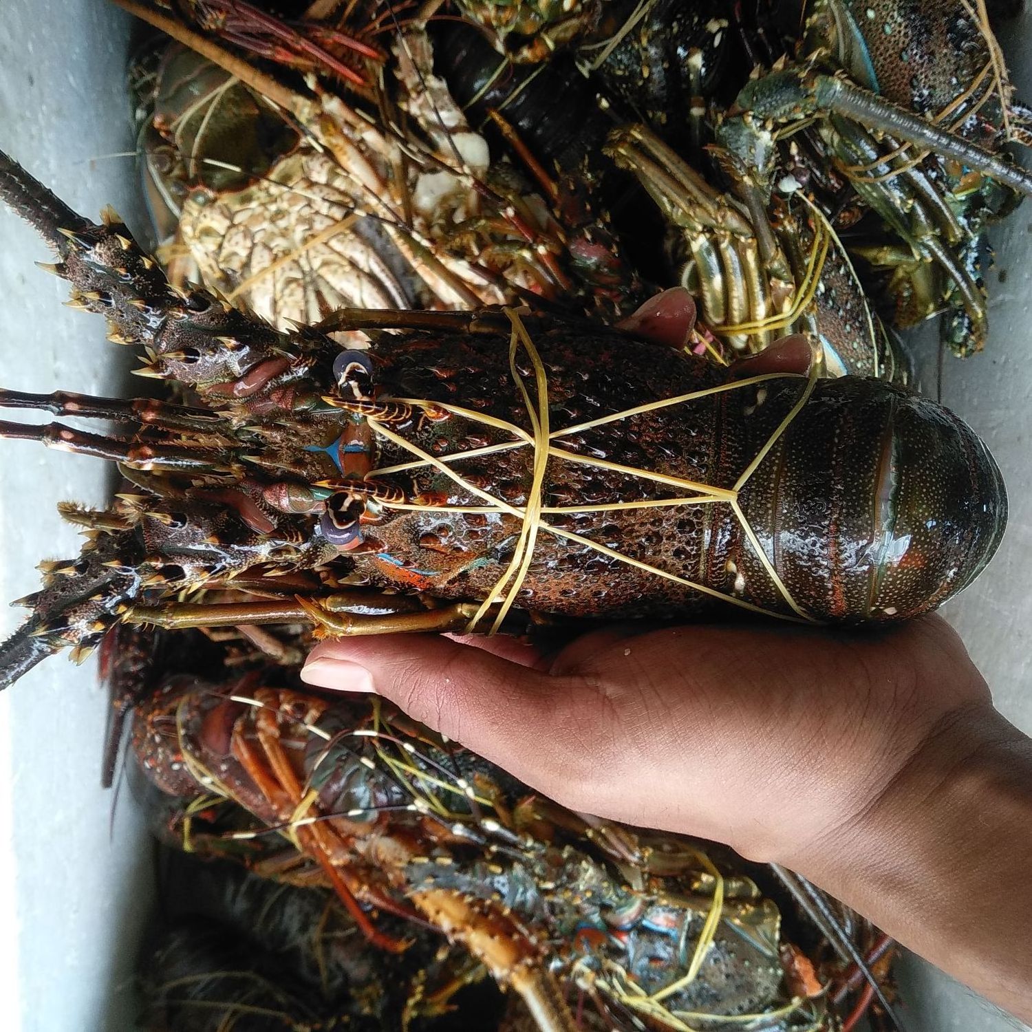 Top sale Frozen Lobsters with Highest Export Quality at best market price wholesale Fresh Frozen Lobsters