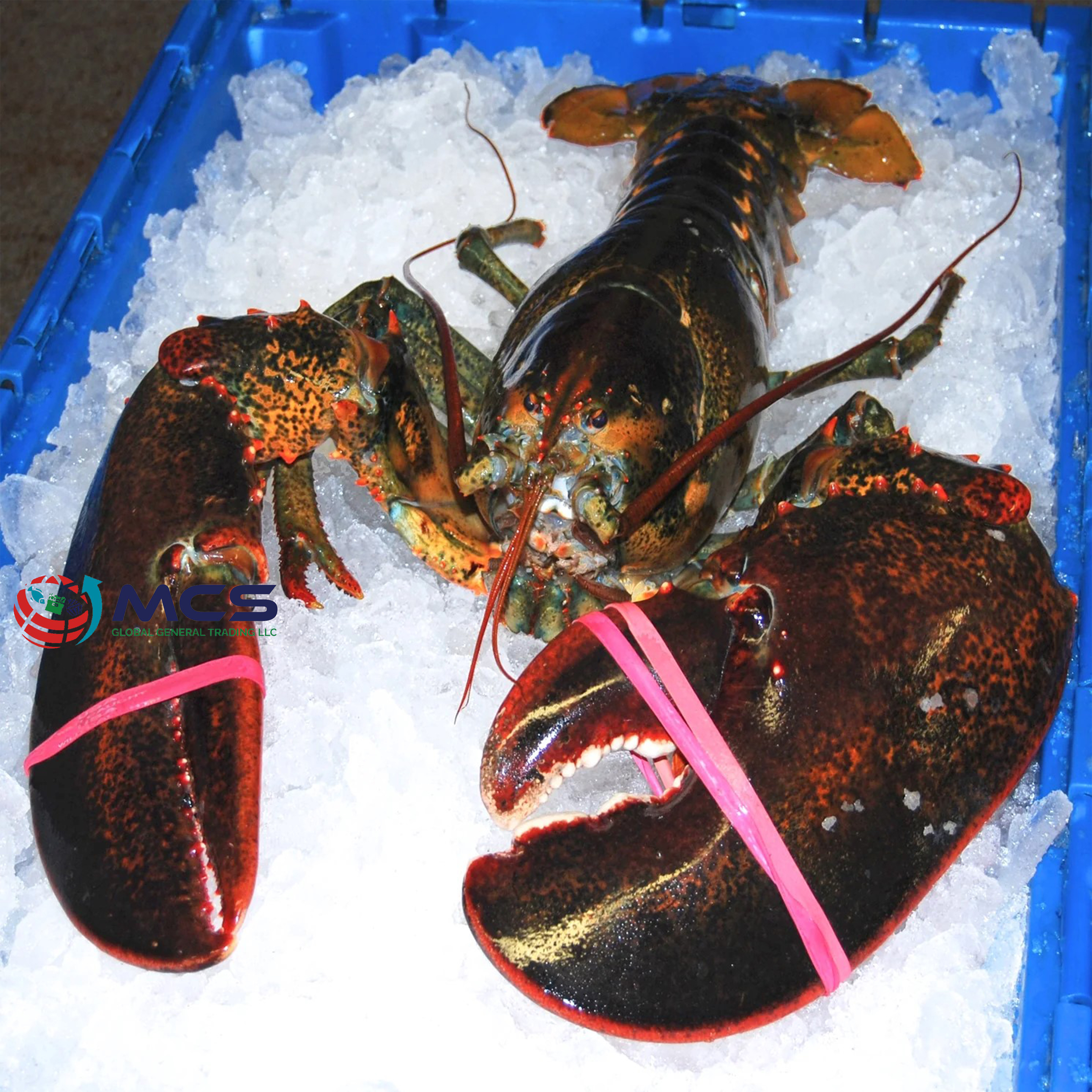 Wholesale Seafood Fresh and best quality Frozen Lobster, Lobster For Sale at low price Wholesale