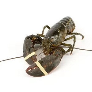 Fresh and best quality Seafood Frozen Lobster,Raw Lobsters, Lobsters with Highest Export Quality at best market price