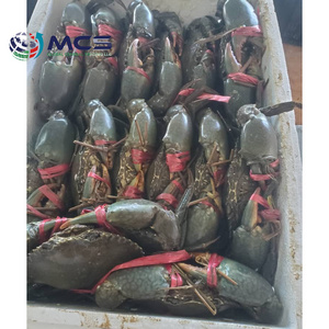 100% High quality Wholesale low Price Fresh frozen mud crab/live mud crab for wholesale at best market price