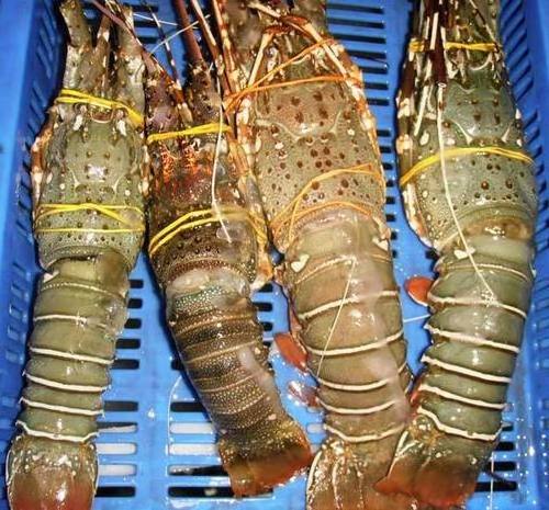 Fresh and best quality Seafood Frozen Lobster,Raw Lobsters, Lobsters with Highest Export Quality at best market price