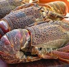 Fresh and best quality Seafood Frozen Lobster,Raw Lobsters, Lobsters with Highest Export Quality at best market price