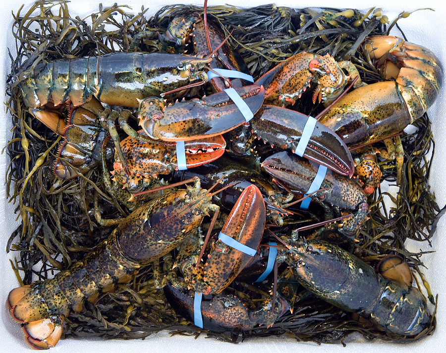 Wholesale Seafood Fresh and best quality Frozen Lobster, Lobster For Sale at low price Wholesale