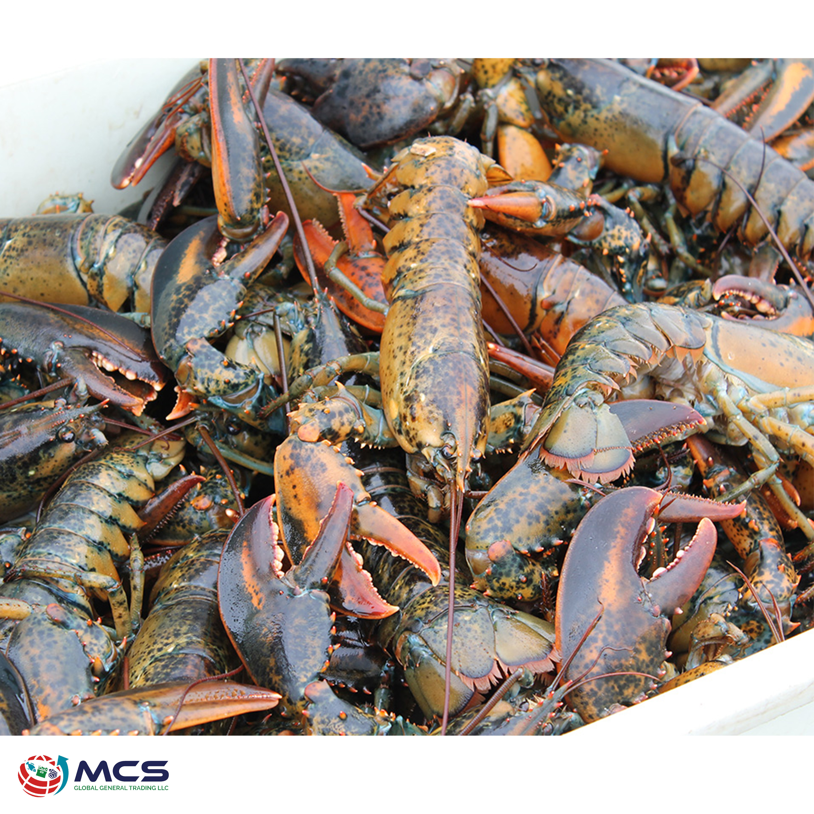 Fresh and best quality Seafood Frozen Lobster,Raw Lobsters, Lobsters with Highest Export Quality at best market price