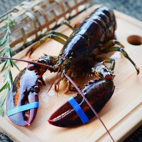 Fresh and best quality Seafood Frozen Lobster,Raw Lobsters, Lobsters with Highest Export Quality at best market price