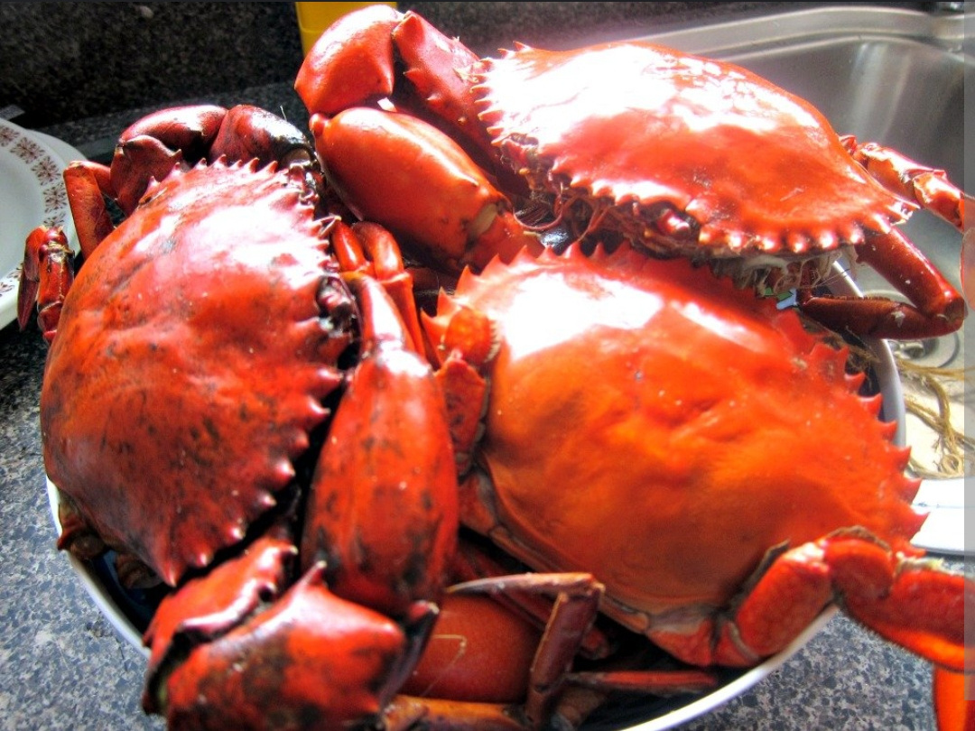 Best Dealer Of premium quality mud crab seafood At Low Prices live mud crab live mud crab for wholesale