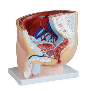 Human Male Pelvis Section Anatomy Model with Ligaments Muscles for Teaching Model Medical