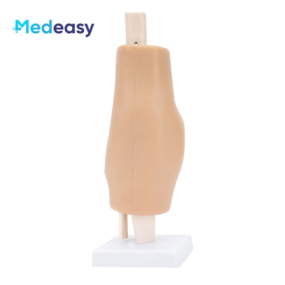 Simulated knee joint model,Knee joint model