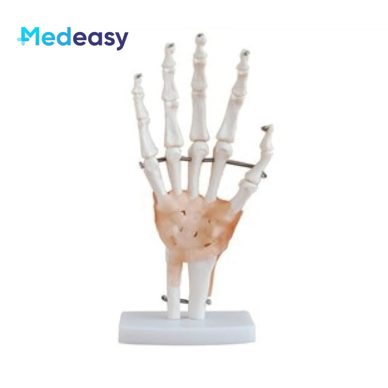 Human Anatomical Joint Model with Ligaments for Knee, Hand, Foot, Hip, Shoulder, Elbow