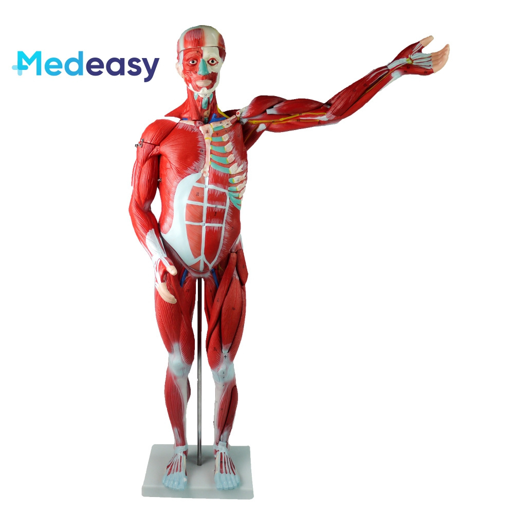 80CM human body muscle model, body muscles in medical disciplines