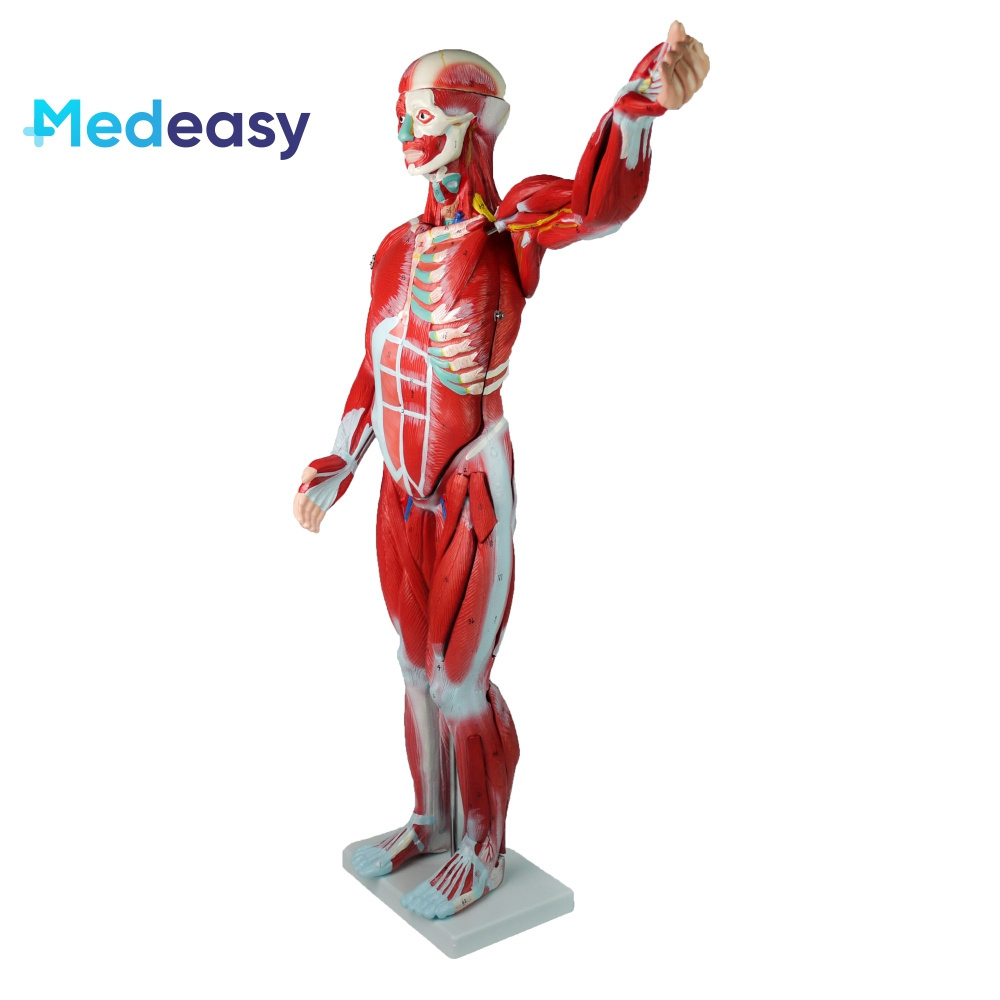 80CM human body muscle model, body muscles in medical disciplines