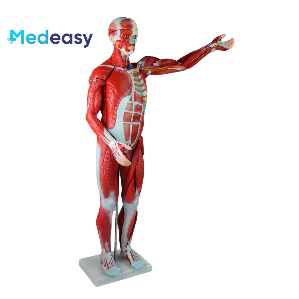 80CM human body muscle model, body muscles in medical disciplines