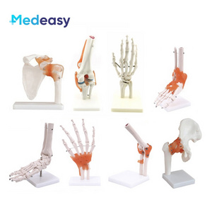 Human Anatomical Joint Model with Ligaments for Knee, Hand, Foot, Hip, Shoulder, Elbow