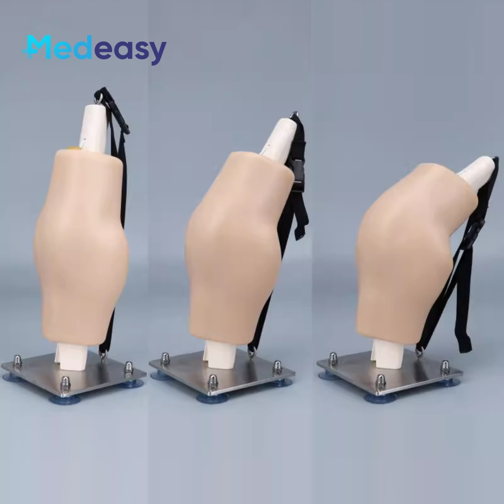 Simulated knee joint model,Knee joint model