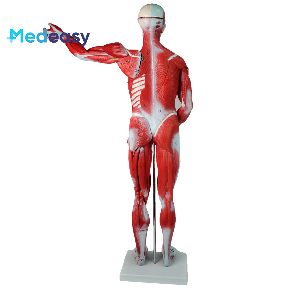 80CM human body muscle model, body muscles in medical disciplines